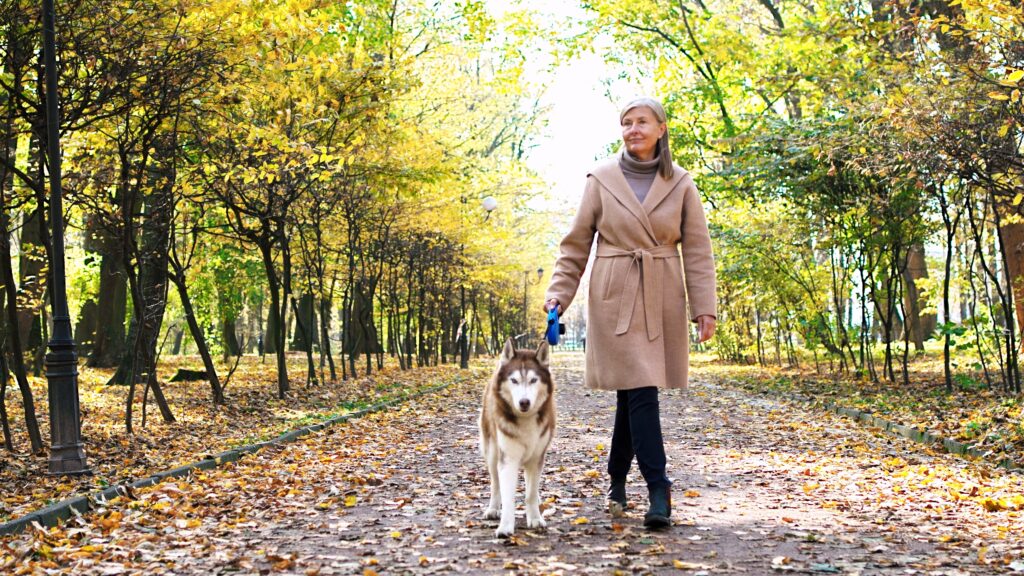 Femme mature aux cheveux gris, belle et élégante, portant un manteau et se promenant avec un chien husky brun dans un parc en automne. Une femme senior charmante passant du temps avec son animal de compagnie en plein air